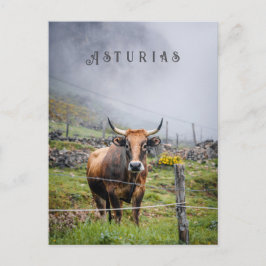Asturias Mountain Cow Travel, decorative text Postkarte