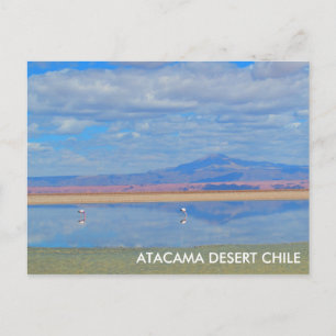 Atacama Wüste, Flamingo Chile Postcard Postkarte