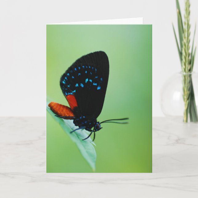 Atala Karte (Vorderseite)