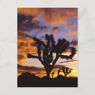Atematembernder Sonnenaufgang im Joshua-Tree-Natio Postkarte