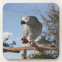 Atemberaubend-Afrikanischer Grau-Papagei