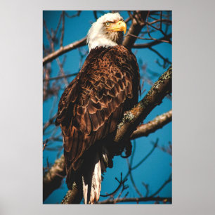 Atemberaubend American Bald Eagle Poster