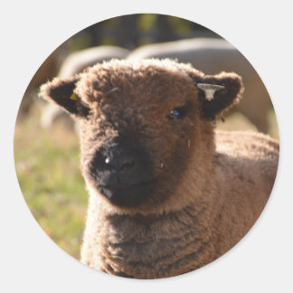 Atemberaubend Babydoll Southdown Ewe Lamb Runder Aufkleber