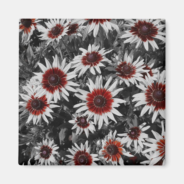 Atemberaubend Black-Mit Augen Susans Magnet (Vorne)