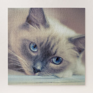 Atemberaubend Blue Mit Augen Ragdoll  Cat Puzzle