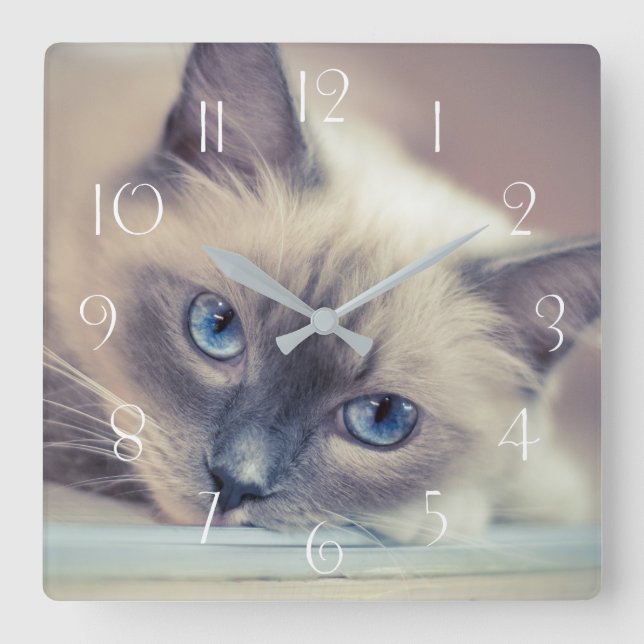 Atemberaubend Blue Mit Augen Ragdoll ‎ Cat Quadratische Wanduhr (Vorderseite)