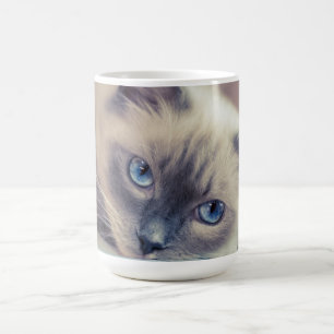 Atemberaubend Blue Mit Augen Ragdoll ‎ Cat Verwandlungstasse