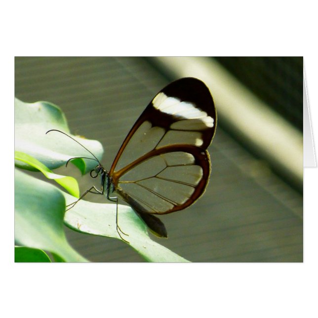 Atemberaubend-braun-glatter Schmetterling (Vorderseite (Horizontal))