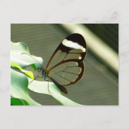 Atemberaubend-braun-glatter Schmetterling Postkarte