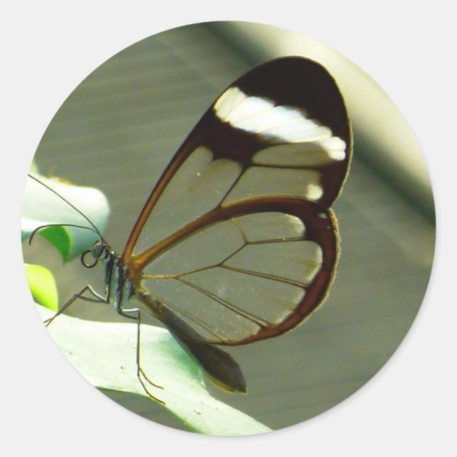 Atemberaubend-braun-glatter Schmetterling Runder Aufkleber (Vorderseite)