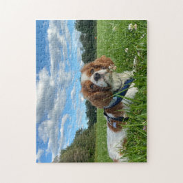 Atemberaubend Cavalier King Charles Spaniel Puzzle