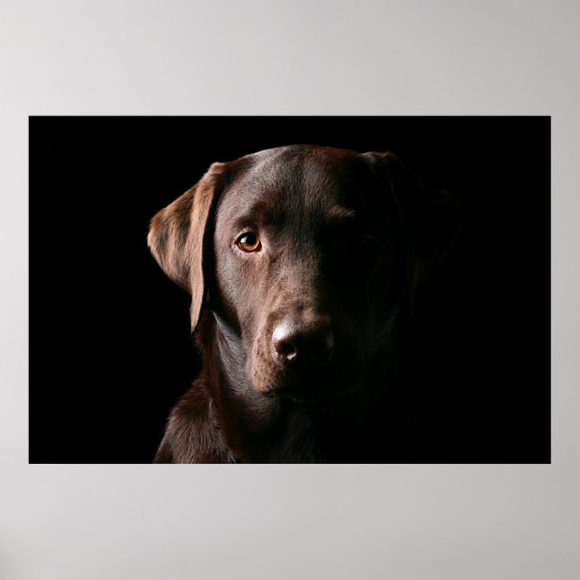Atemberaubend Chocolate Labrador Poster (Vorne)
