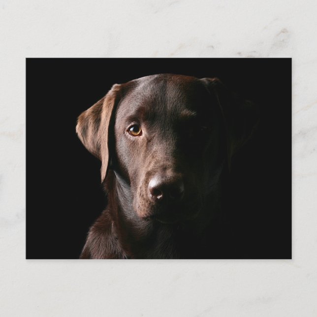 Atemberaubend Chocolate Labrador Postkarte (Vorderseite)