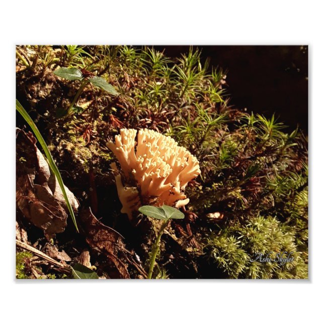 Atemberaubend Coral Mushroom Fotodruck (Vorne)