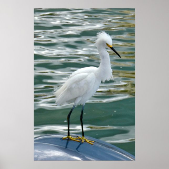 Atemberaubend Egret Bird Poster (Vorne)