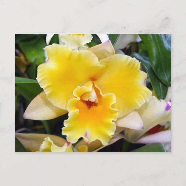 Atemberaubend Exotic Orchid Postkarte (Vorderseite)
