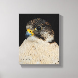 Atemberaubend Gyrfalcon Saker Hybrid Falcon Leinwanddruck