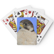 Atemberaubend Gyrfalcon Saker Hybrid Falcon