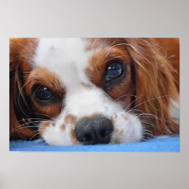 Atemberaubend King Charles Cavalier Poster (Vorne)