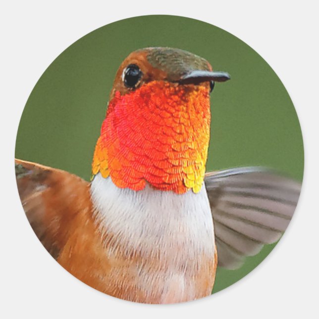 Atemberaubend Male Rufous Hummingbird Flying Jewel Runder Aufkleber (Vorderseite)