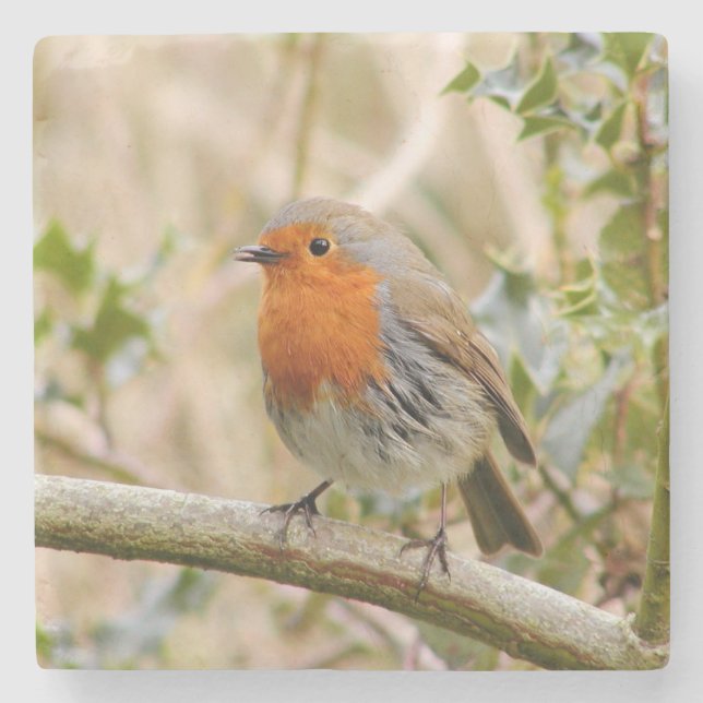 Atemberaubend Robin Steinuntersetzer (Vorderseite)