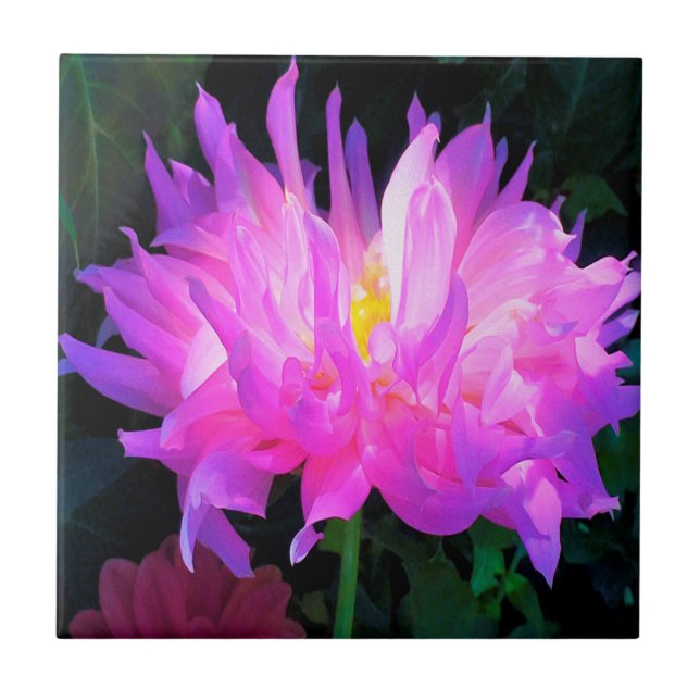 Atemberaubend rosa und Lila Kaktus Dahlia Fliese (Vorderseite)