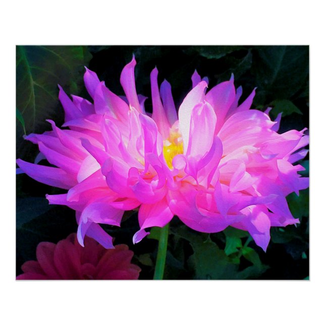 Atemberaubend rosa und Lila Kaktus Dahlia Poster (Vorderseite)