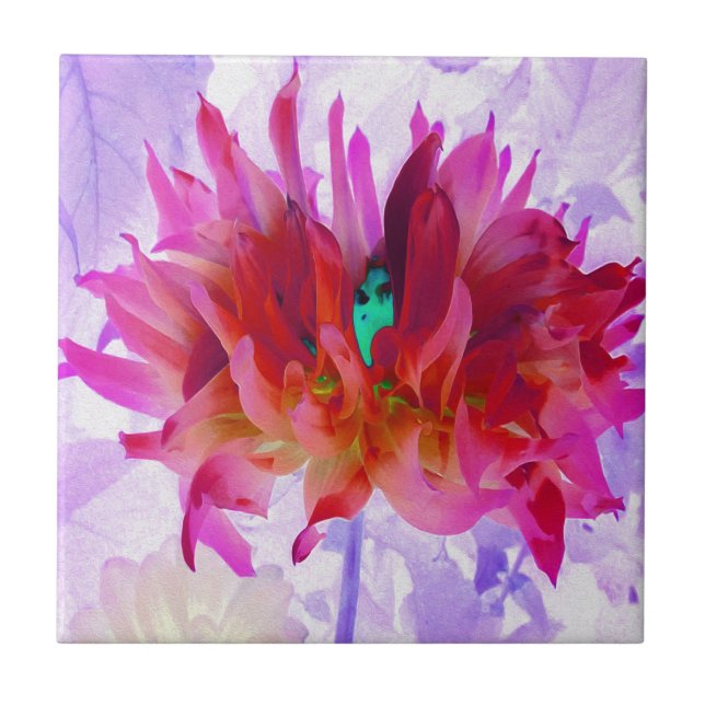 Atemberaubend Rot und Heiß rosa Kaktus Dahlia Fliese (Vorderseite)