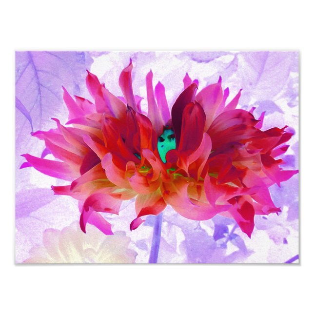 Atemberaubend Rot und Heiß rosa Kaktus Dahlia Fotodruck (Vorne)