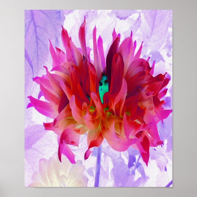Atemberaubend Rot und Heiß rosa Kaktus Dahlia Poster (Vorne)