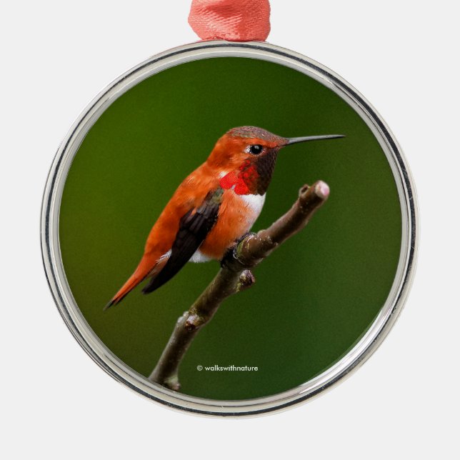 Atemberaubend Rufous Hummingbird auf dem Kirschbau Ornament Aus Metall (Vorne)