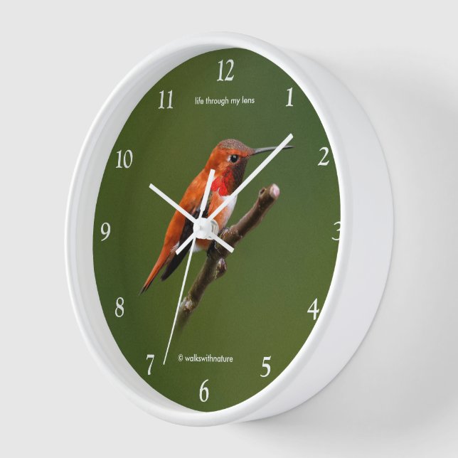 Atemberaubend Rufous Hummingbird auf dem Kirschbau Uhr (Winkel)