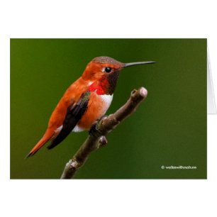 Atemberaubend Rufous Hummingbird auf dem Zweig Che