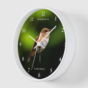 Atemberaubend Rufous Hummingbird auf Fruchtbaum Uhr