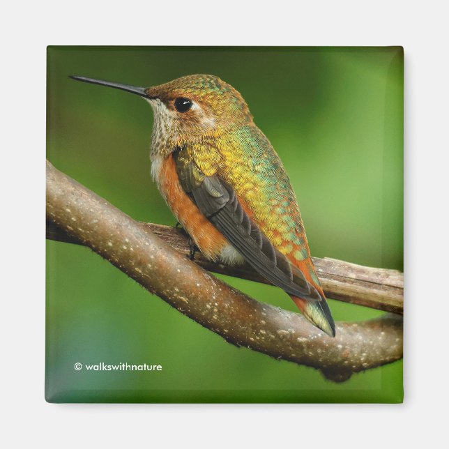 Atemberaubend Rufous Hummingbird auf Twining Vines Magnet (Vorne)