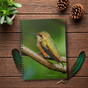 Atemberaubend Rufous Hummingbird auf Twining Vines Notizblock