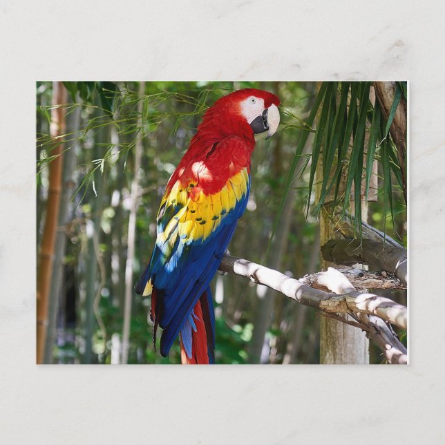 Atemberaubend Scarlet Macaw Parrot Feiertagspostkarte (Vorderseite)
