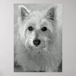 Atemberaubend West Highland Terrier Dog (Westie) P Poster