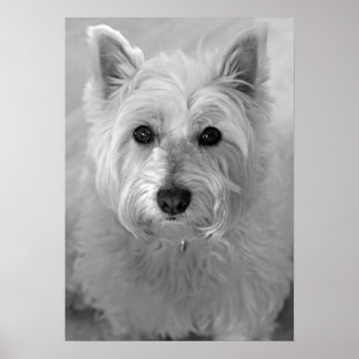 Atemberaubend West Highland Terrier Dog (Westie) P Poster