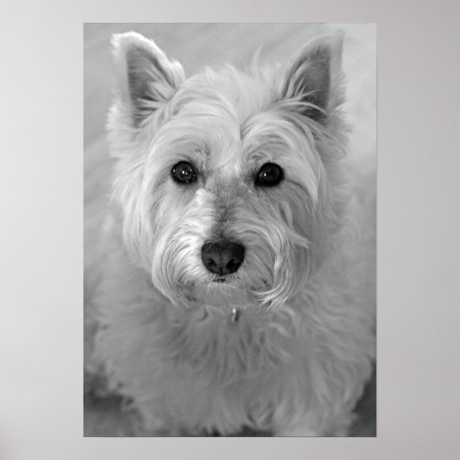 Atemberaubend West Highland Terrier Dog (Westie) P Poster (Vorne)