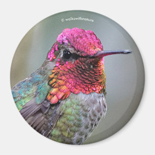Atemberaubende Anna-Hummingbird im Pflaumenbaum Magnet