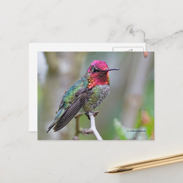 Atemberaubende Anna's Hummingbird auf Zweig Postkarte (Vorderseite/Rückseite Beispiel)