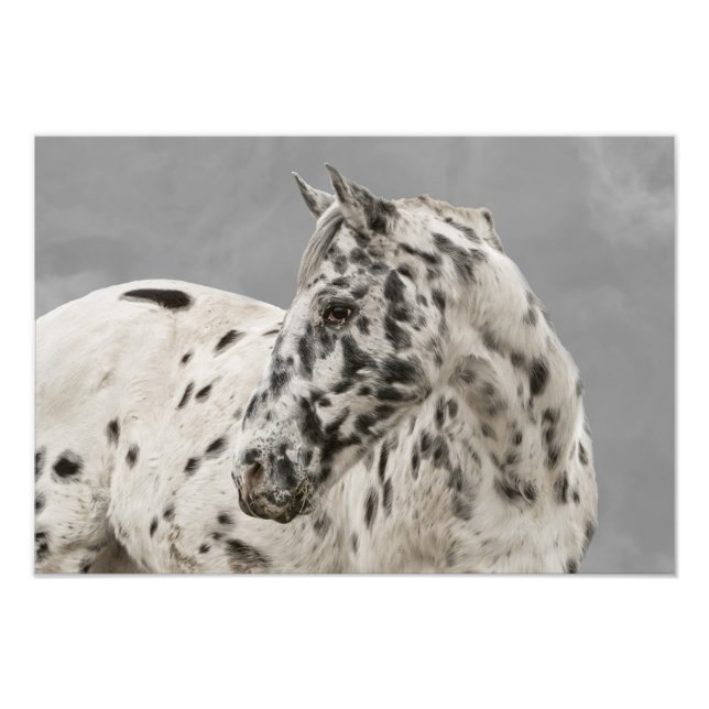 Atemberaubende Appaloosa Fotodruck (Vorne)