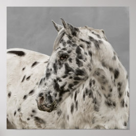 Atemberaubende Appaloosa Poster
