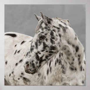 Atemberaubende Appaloosa Poster