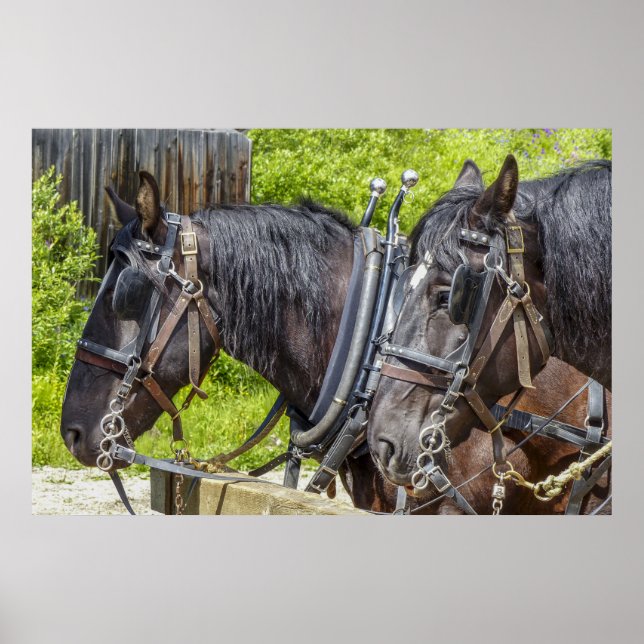 Atemberaubende Arbeitspferde in Kabelbaum Poster (Vorne)