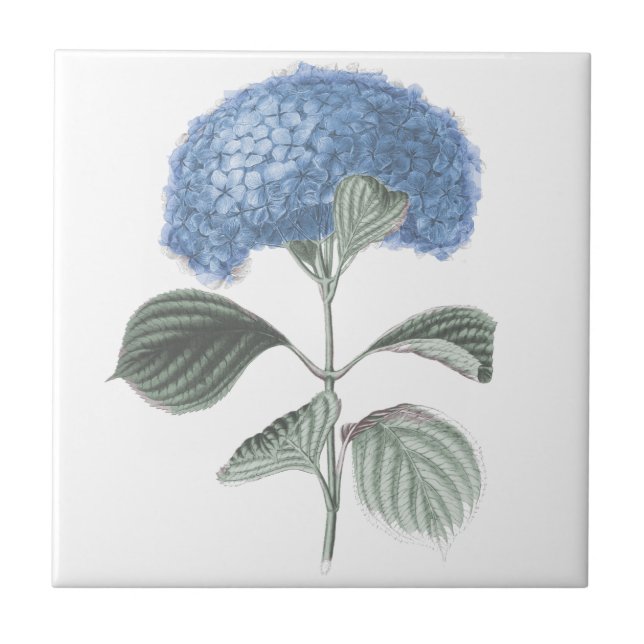 Atemberaubende blaue Hydrangea-Blume Fliese (Vorderseite)