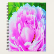 Atemberaubende Blume für doppelrosa Peony