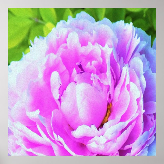 Atemberaubende Blume für doppelrosa Peony Poster (Vorne)