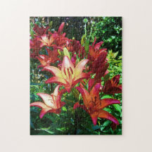 Atemberaubende Blume von Red Orange Asiatic Lilies